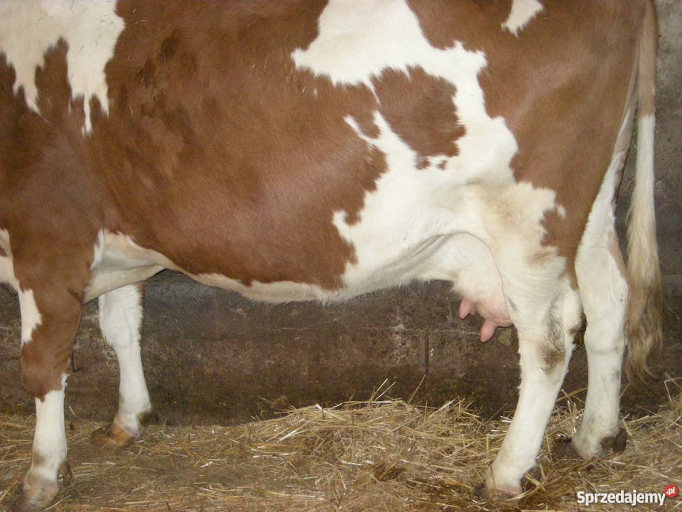 Krowa cielna czerwonobiała małopolskie Krakuszowice