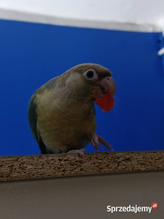 Rudosterki szukają nowego dobrego domku z całym sprzedam