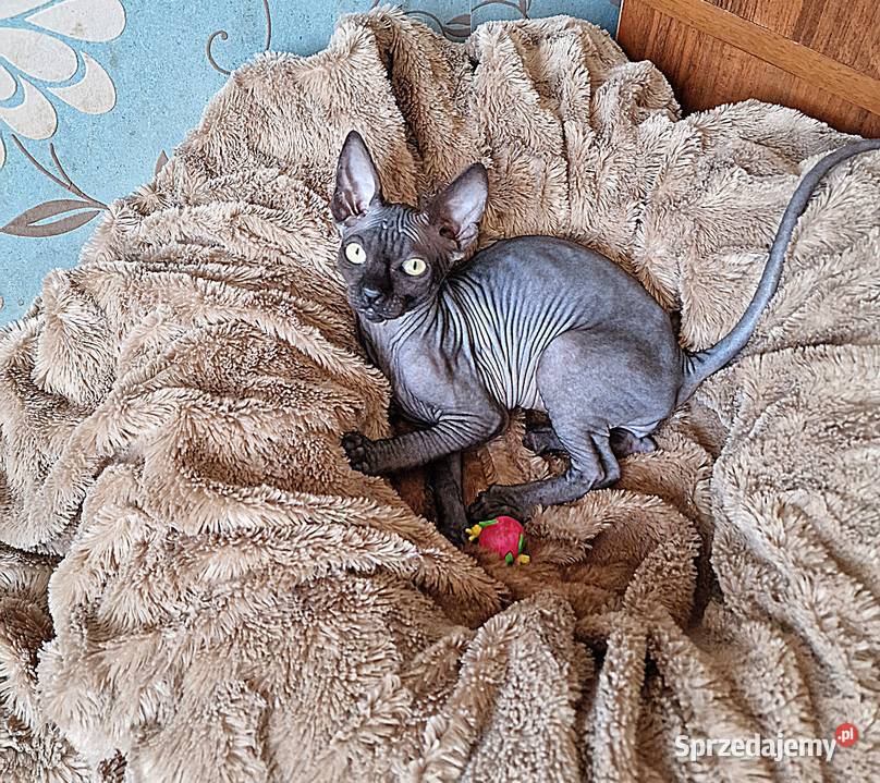 Sfinks Kanadyjski kocurek wielkopolskie Jarocin