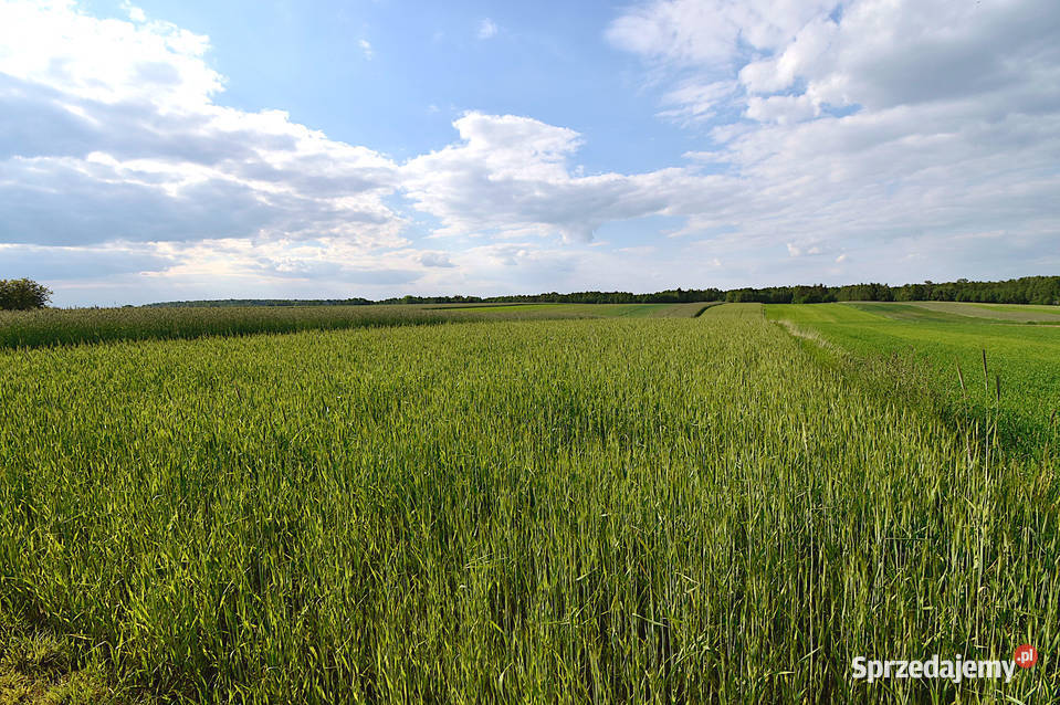 Sprzedam działkę rolnobudowlaną Czarnolas