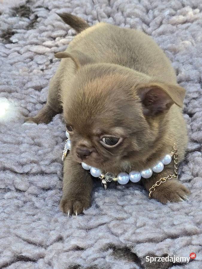 Chihuahua Czekoladowy XXS Bielsko-Biała