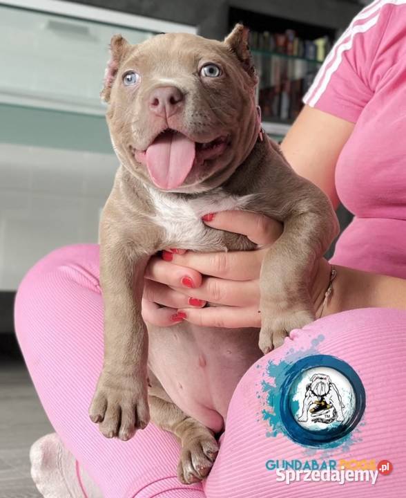 suczka AMERICAN BULLY ABKC wielkopolskie Koło