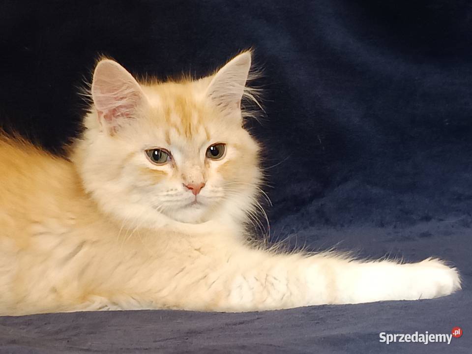 Koty Syberyjskie PICOLLO ZKolakowegoDomu wielkopolskie Kwilcz