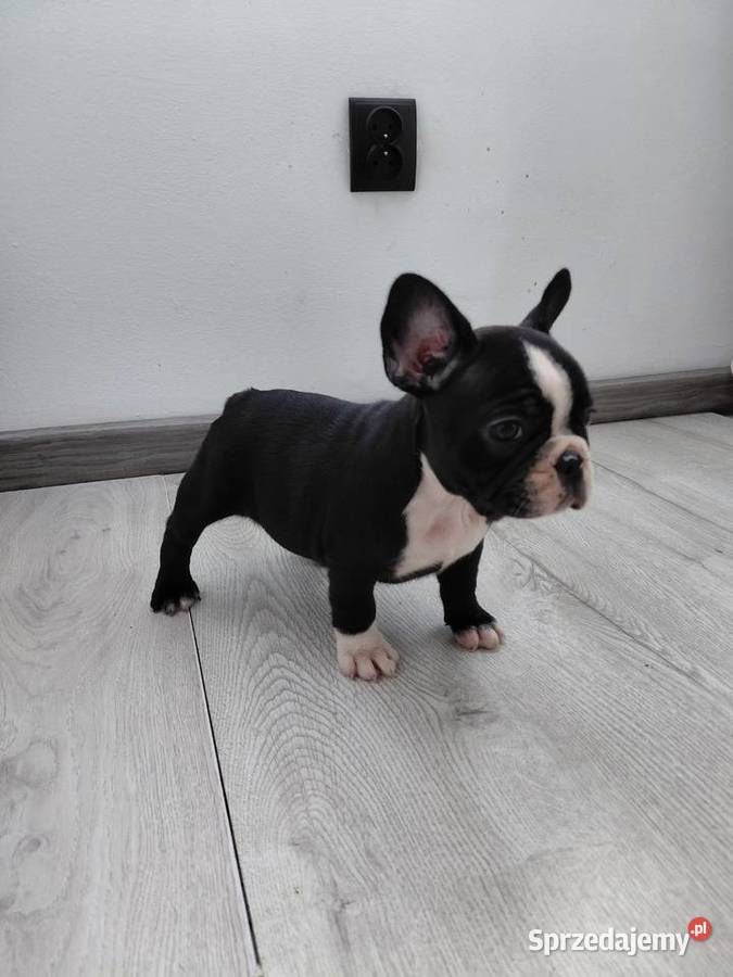 Buldog francuski suczka Płońsk