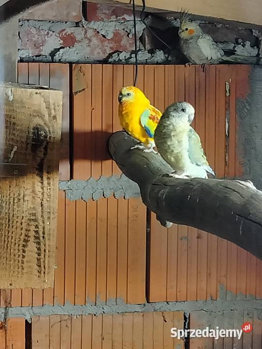 Papugi świergotki opolskie Lasocice