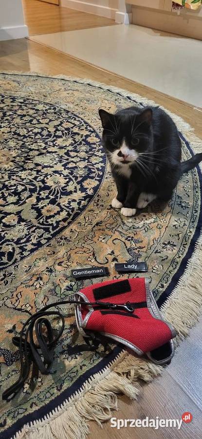 Szelki kota Trixie XCat z naklejkami I smyczą Warszawa sprzedam