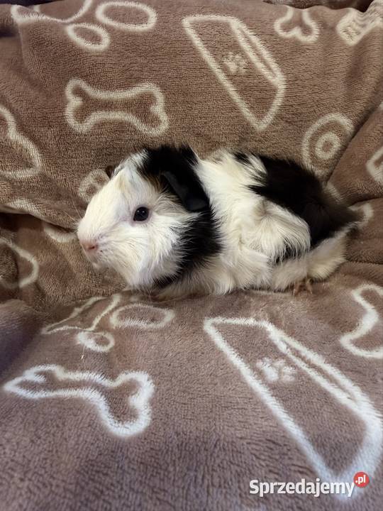 świnka morska cavia domowa SAMIEC Koszyce Wielkie