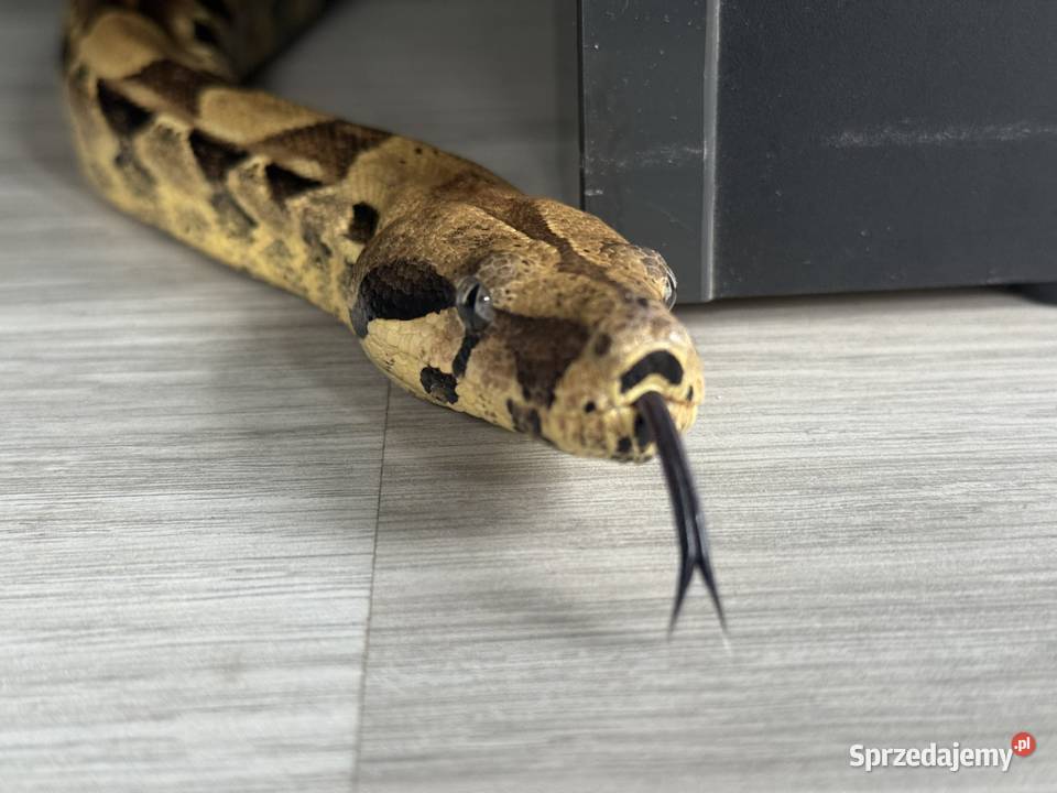 Boa Imperator Normal Bydgoszcz