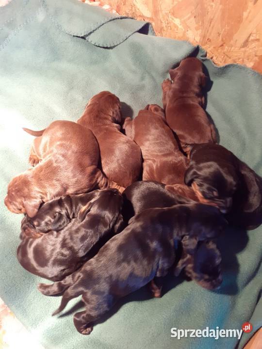 Gończy Polski szczenięta Pozostałe Charzyno