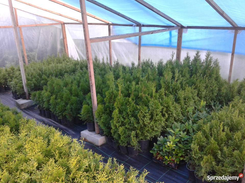 krzewy ozdobne sadzonki brabant szmaragd danica Siedlce sprzedam