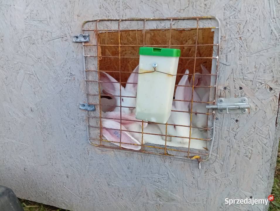 Króliki belgijski biały olbrzym łódzkie Kolonia Grabostów