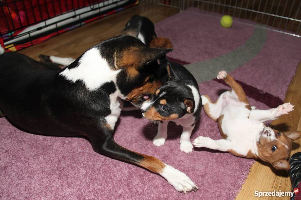 Szczeniaki Basenji Gdynia