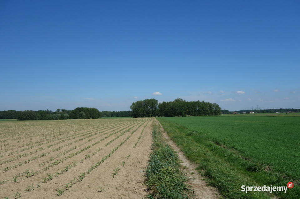 Skoczów Pruchna 115ha z prawem zabudowy w samym siedliskowa