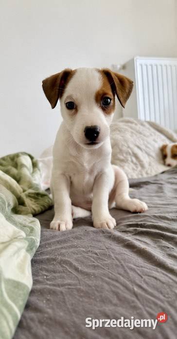 Wyjątkowa suczka Jack Russell Terrier rodowód sprzedam