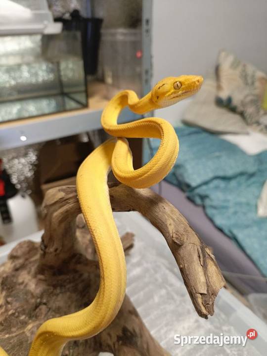 Boa Leśny samica Myszków