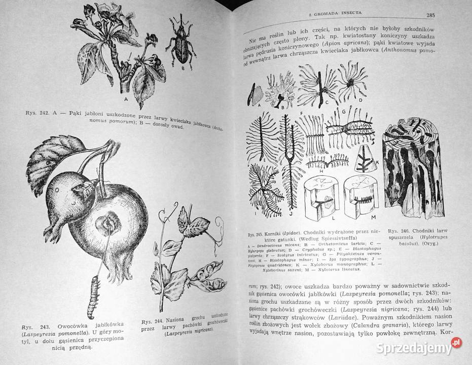 Zoologia Bezkręgowce Tom 12 Eugeniusz Grabda Chełm sprzedam