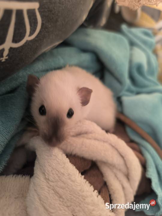 Szczury Dumbo Syjamskie Rasowe