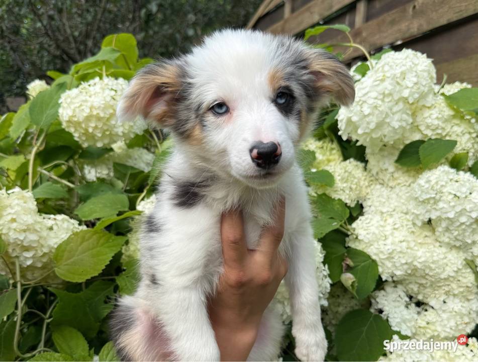CLARA suczka Border Collie Blue merle tricolor Limanowa