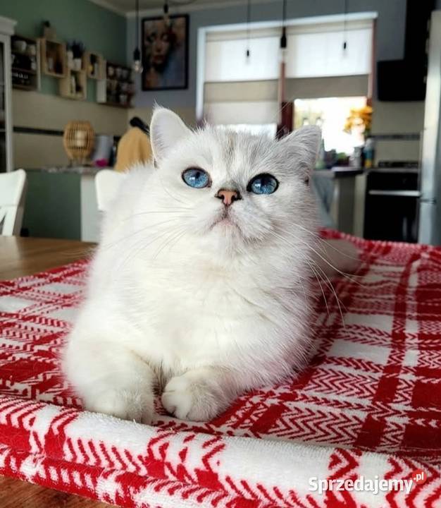 Kocurek srebrny point Zielona Góra sprzedam