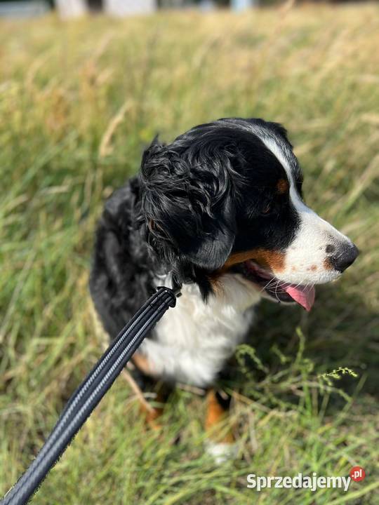 Mocna smycz treningowa duży pies czarna 7m Oświęcim