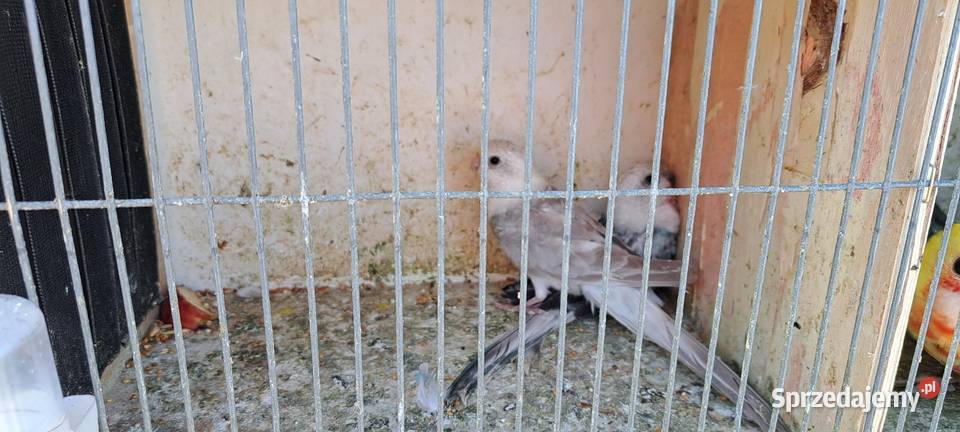 Sprzedam papugi widoczne na zdjęciach Konin sprzedam