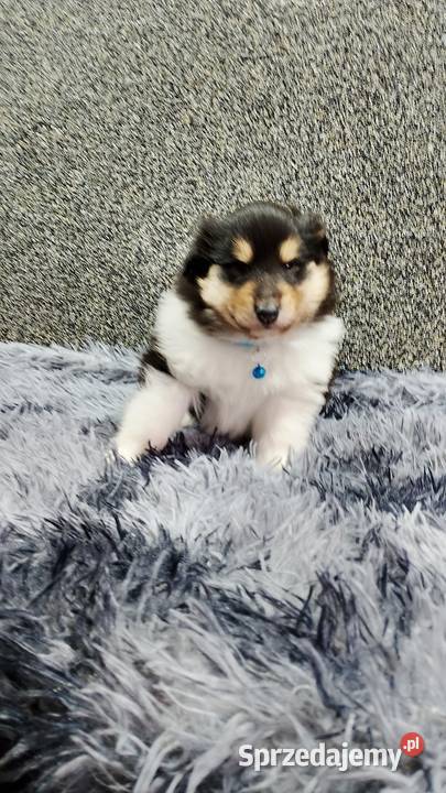 ZKwP FCI Owczarek Szkocki Collie Mińsk Mazowiecki