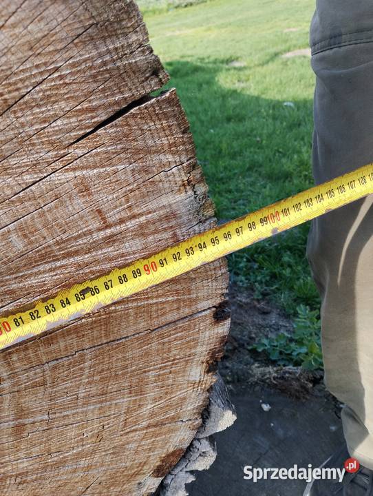 Kłoda dębowa sucha Janowiec Wielkopolski