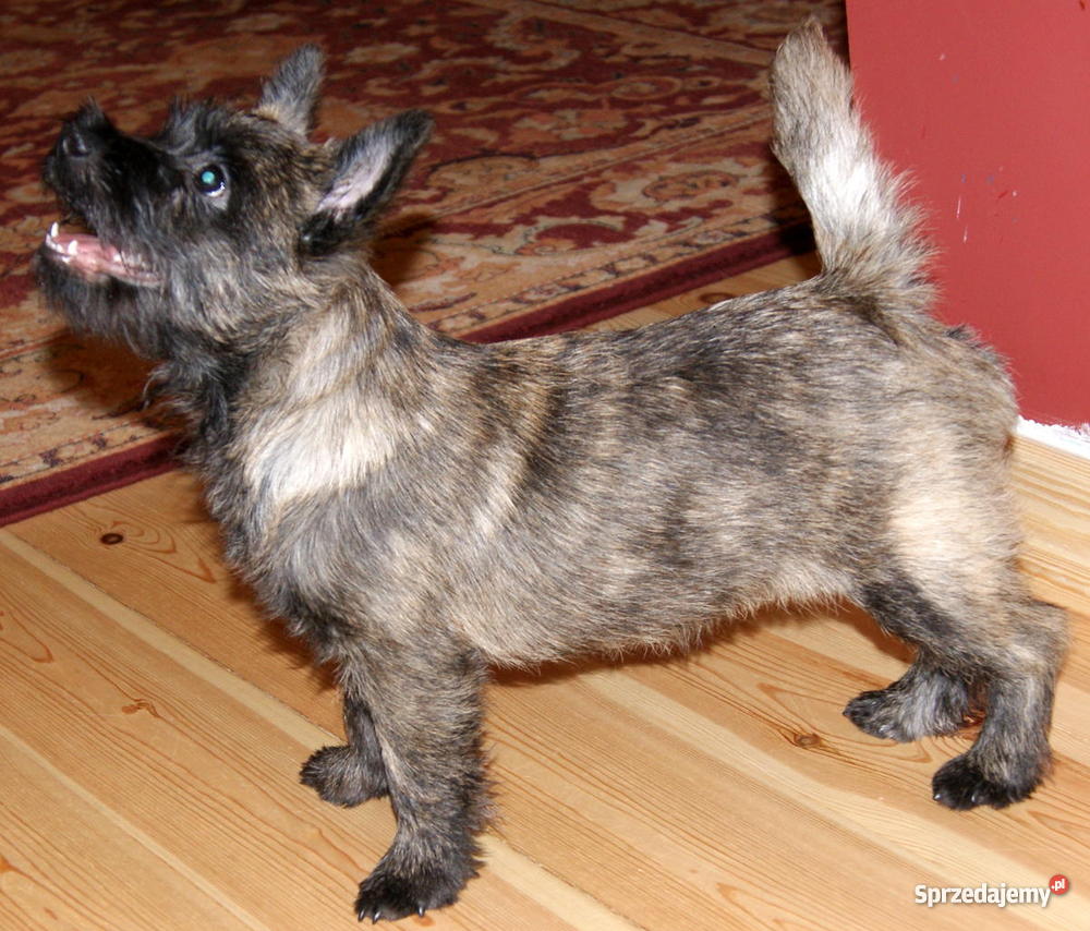 Cairn Terrier Szczeniak z charakterem Piaseczno
