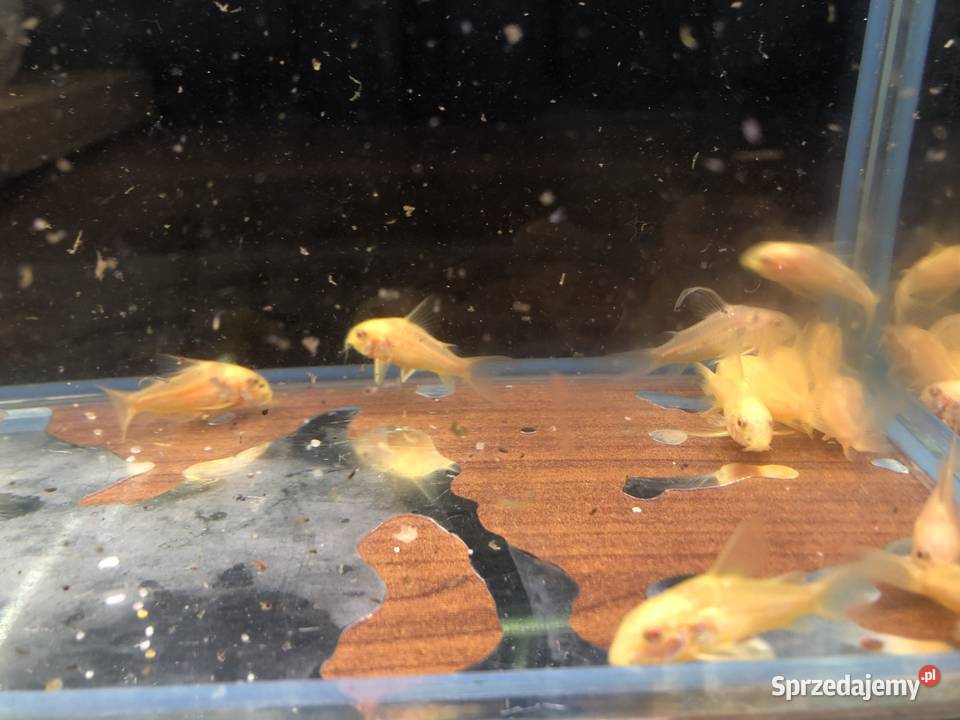 Kirys złoty kirysek albino Justynów