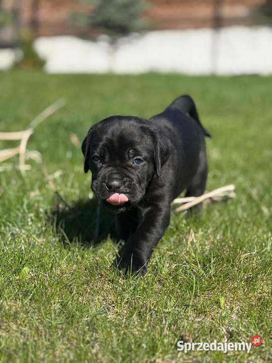 Piękna czarna suczka Cane Corso ZKwPFCI Cane Corso Gdańsk