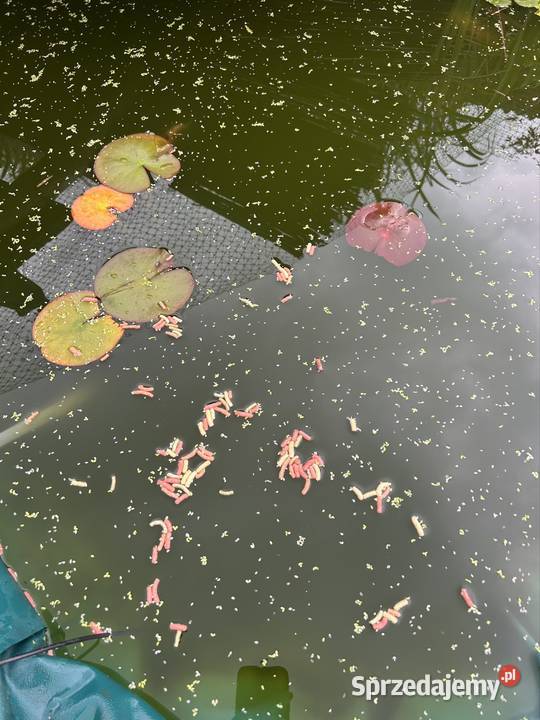 Narybek karasi koi Bonarówka