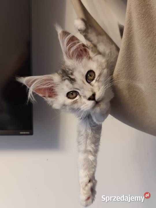Srebrzysta kotka maine coon sprzedam