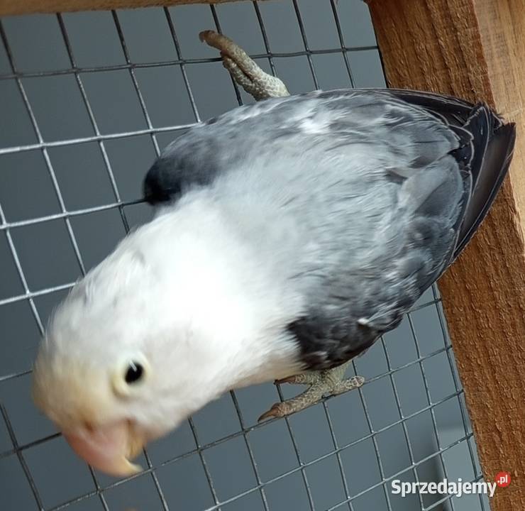 Nierozłączki Wadowice Dolne