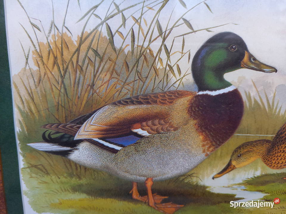 Obraz obrazek grafika kaczki kaczka drewniana Dekoracje i ozdoby mazowieckie Warszawa