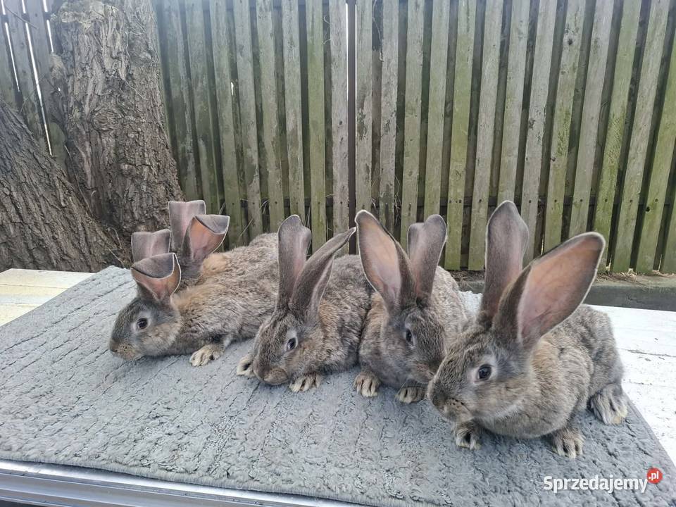 Olbrzymy belgijskie Nowe Kozłowice