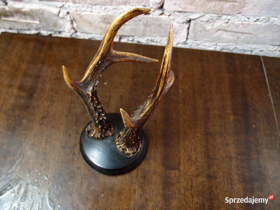 Poroże na drewnianej podstawie wys 24 Łódź