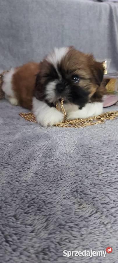 Śliczne shih tzu Brzeg Dolny sprzedam