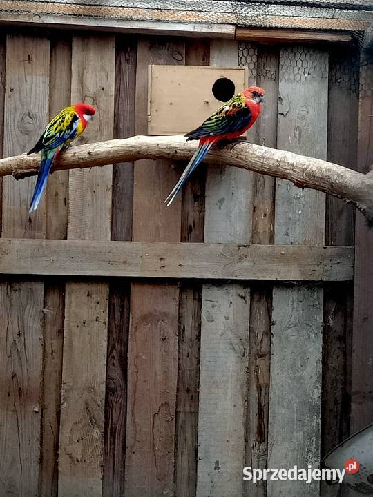 Rozelle białolice dorosłe pomorskie sprzedam