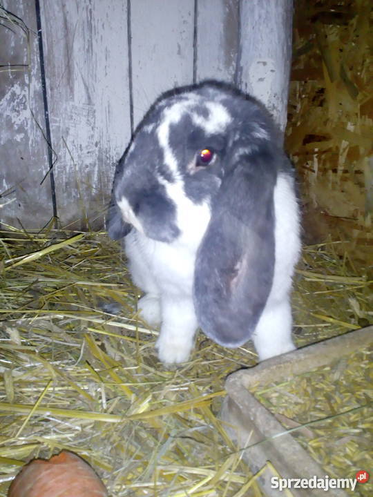 Samica Barana francuskiego Niebieskiego Bytów