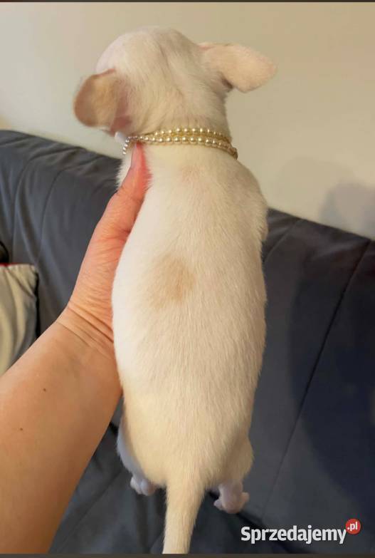 Chihuahua śliczny biały piesek śląskie Częstochowa