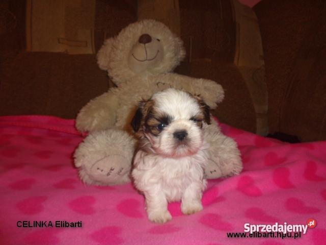 Szczenięta Shih Tzu Głogów dolnośląskie Gaworzyce