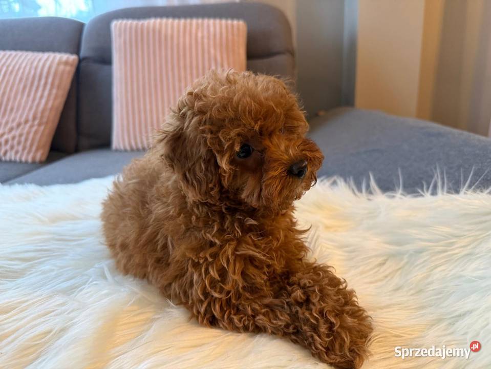 Pudelek Toy Piesek Zwierzęta Warszawa