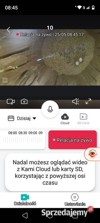 Amazonka budka lęgowa Wodzisław Śląski sprzedam