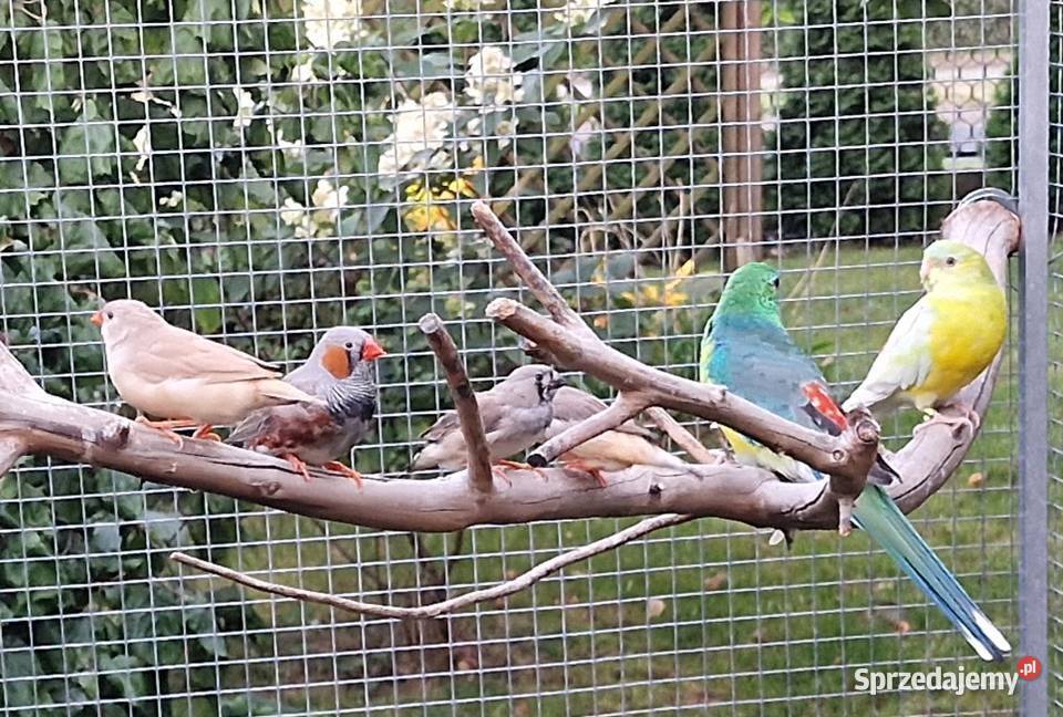 Sprzedam papugi zeberki faliste świergotki wielkopolskie Ostrów Wielkopolski
