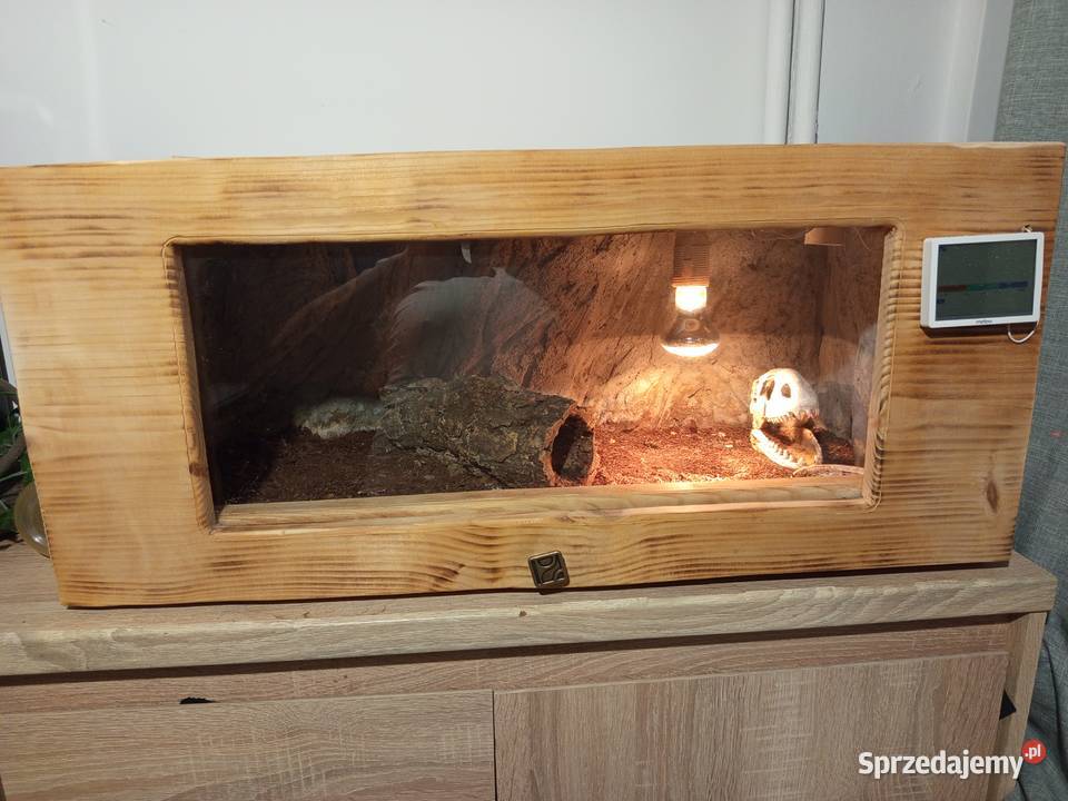 Waran Stepowy Ruda Śląska