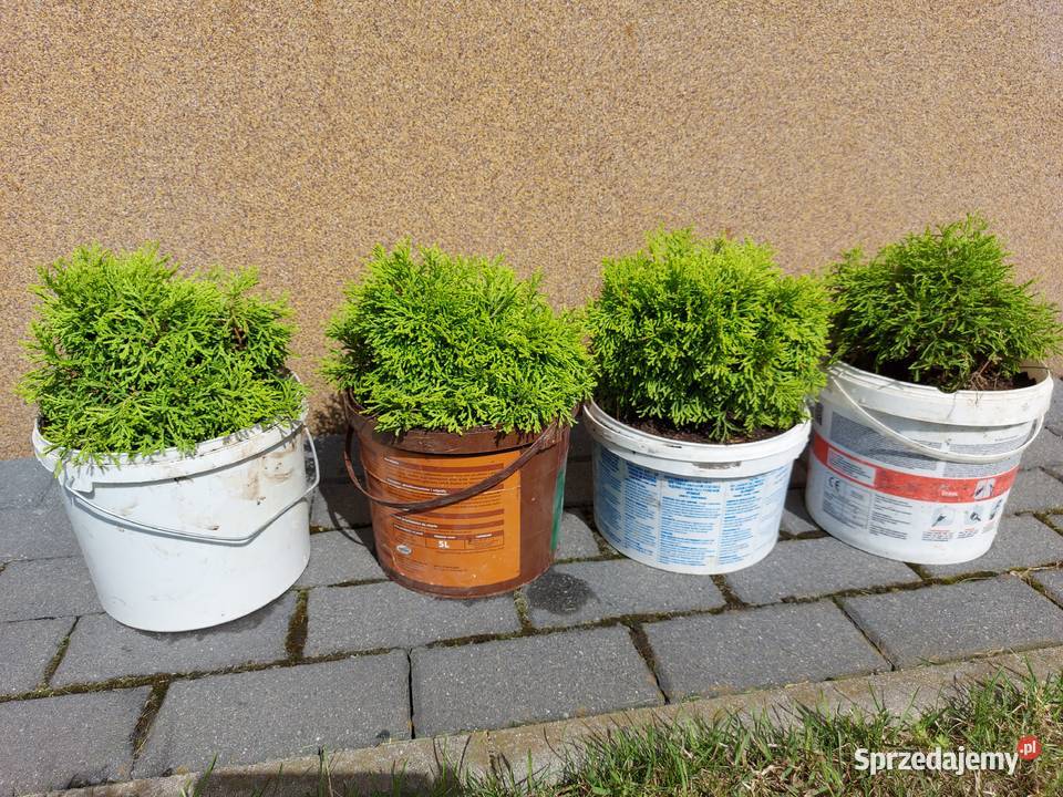 Tuja occidentalis Green Bubi żywotnik zachodni Olkusz