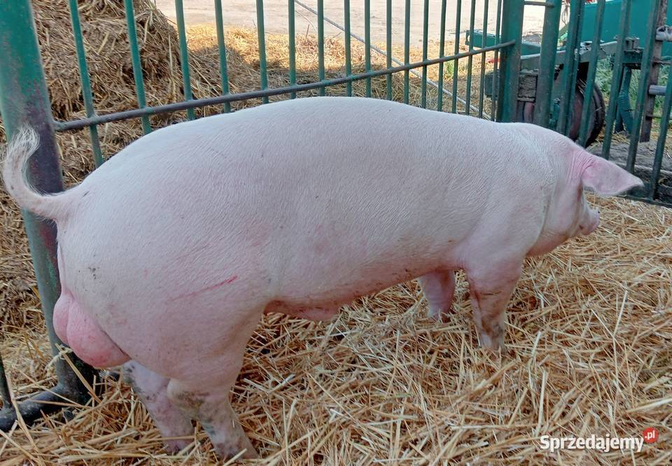 Czystorosowe knurki PBZ Trzoda chlewna wielkopolskie