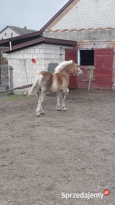 Źrebica zimnokrwista z księgą wstępną Łęczna