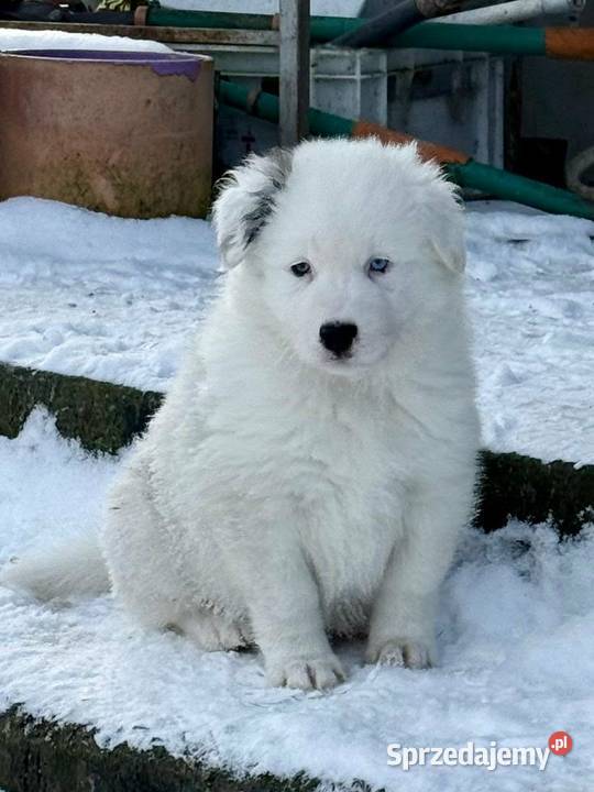 Szczeniaki Lajka Jakucka sprzedam