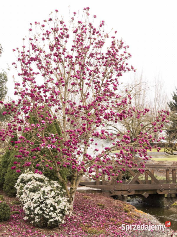 MAGNOLIA BLACK TULIP sadzonki w doniczkach Ustronie